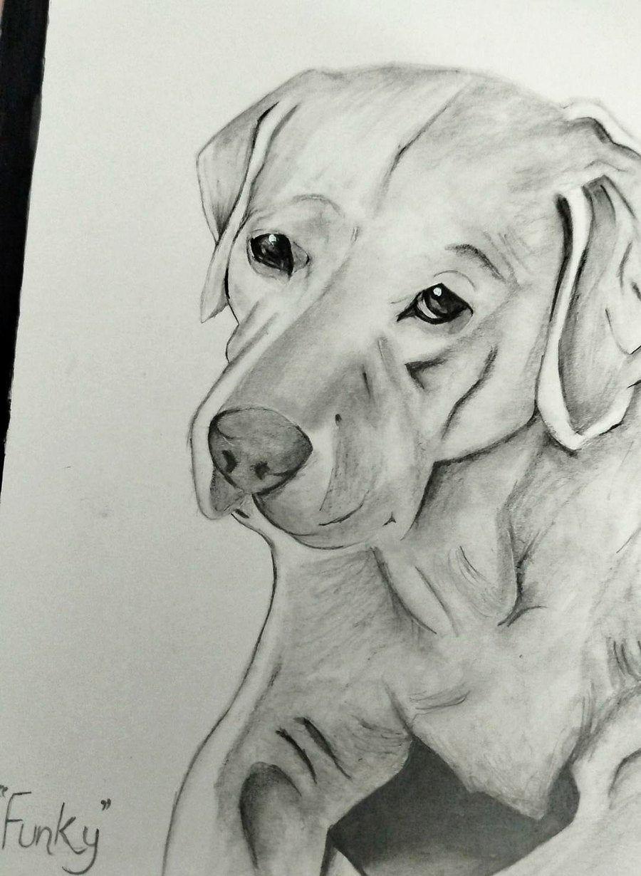 Pencil sketch of Funky the Labrador