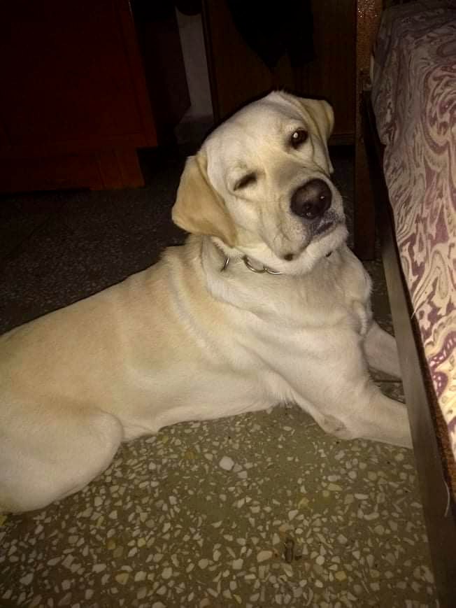 Funky the Labrador winking