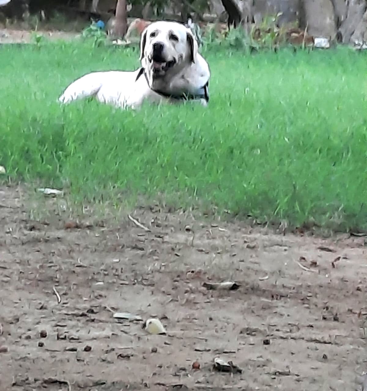 Funky the Labrador