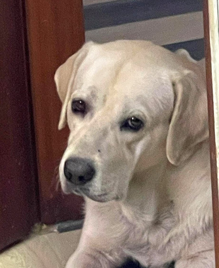 Funky the Labrador, the face of FunkyPawz